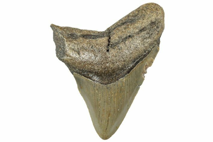 Juvenile Megalodon Tooth - North Carolina #308238
